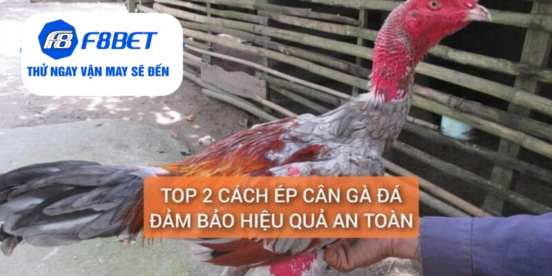 Cách ép cân gà đá